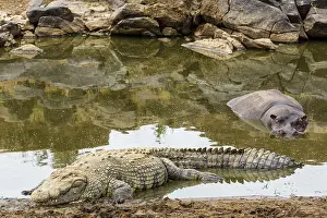 Hippopotamidae: Kenya, Masai-Mara game reserve, Nile crocodile (Crocodylus