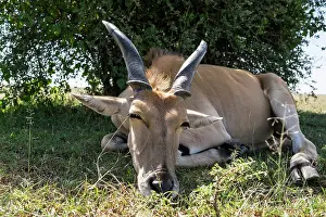Tragelaphus: Kenya, Masai-Mara game reserve, Cape Elan (Taurotragus
