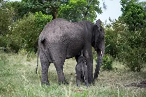 Suck: Kenya, Masai-Mara Game Reserve, Elephant (Loxodonta