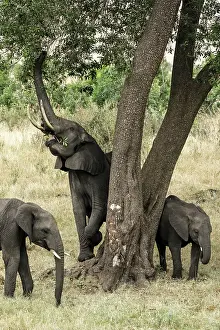 Adaptation: Kenya, Masai-Mara Game Reserve, Elephant (Loxodonta