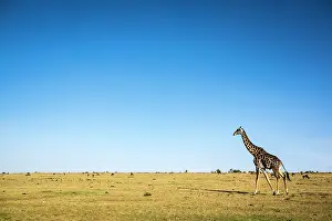 Tippelskirchi: Kenya, Masai-Mara Game Reserve, Girafe masai (Giraffa