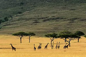 Tippelskirchi: Kenya, Masai-Mara Game Reserve, Girafe masai (Giraffa