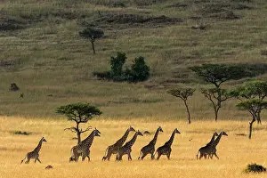 Follow: Kenya, Masai-Mara Game Reserve, Girafe masai (Giraffa
