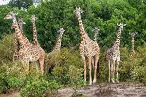 Liquid: Kenya, Masai-Mara Game Reserve, Girafe masai (Giraffa