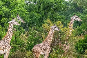 Liquid: Kenya, Masai-Mara Game Reserve, Girafe masai (Giraffa