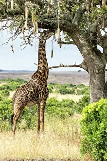 Tippelskirchi: Kenya, Masai-Mara Game Reserve, Girafe masai (Giraffa