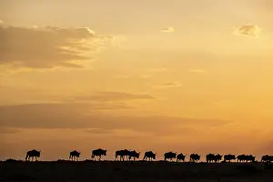 Follow: Kenya, Masai-Mara game reserve, wildebeest (Connochaetes