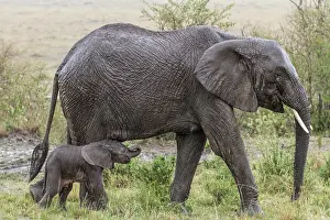 Suck: Kenya, Masai-Mara Game Reserve, Elephant (Loxodonta