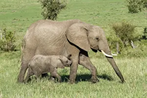 Suck: Kenya, Masai-Mara Game Reserve, Elephant (Loxodonta