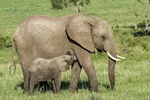 Suck: Kenya, Masai-Mara Game Reserve, Elephant (Loxodonta