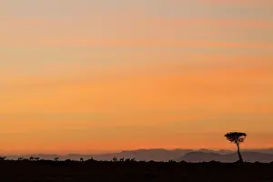 Hartebeest: Kenya, Masai-Mara game reserve, hartebeest(Alcephalus