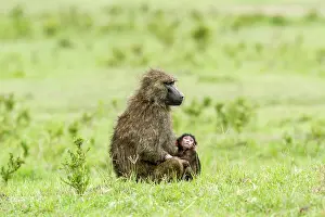 Hamadryas: Kenya, Masai-Mara game reserve, Olive baboon (Papio