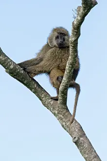 Hamadryas: Kenya, Masai-Mara game reserve, Olive baboon (Papio