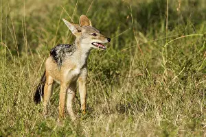 Jackal: Kenya, Masai-Mara game reserve, black-backed jackal