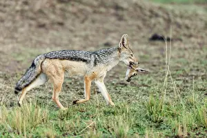 Jackal: Kenya, Masai-Mara game reserve, black-backed jackal