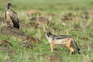 Jackal: Kenya, Masai-Mara game reserve, black-backed jackal