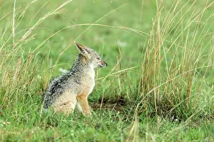 Liquid: Kenya, Masai-Mara game reserve, black-backed jackal