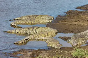 Crocodylidae: Kenya, Masai-Mara game reserve, Nile crocodile (Crocodylus