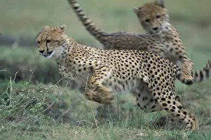Chase: Kenya, Masai Mara Game Reserve, Adolescent
