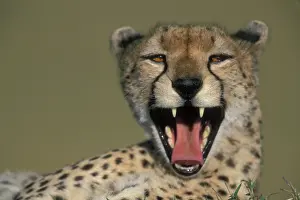 Screaming: Kenya, Masai Mara Game Reserve, Adult Female