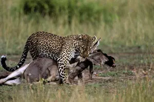 Chew: Kenya, Masai Mara Game Reserve, Adult Female