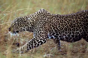 Prowling: Kenya, Masai Mara Game Reserve, Adult Female