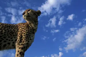 Proud: Kenya, Masai Mara Game Reserve, Adult Female