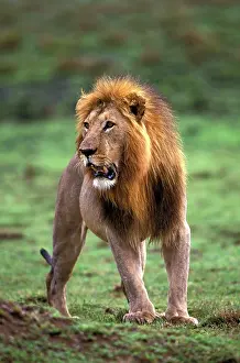 Snarl: Kenya, Masai Mara Game Reserve. Adult male