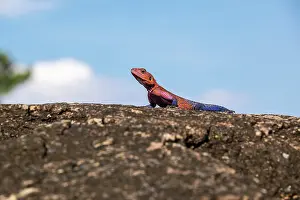 Agama: Kenya, Masai-Mara game reserve, Agama (Agama agama)