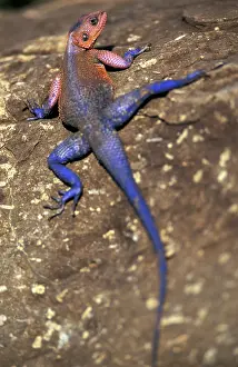 Agama: Kenya, Masai Mara Game Reserve. Agama Lizard