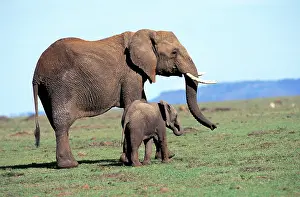 Nurturing: Kenya, Masai Mara Game Reserve. Baby Elephant
