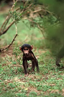 Youth: Kenya, Masai Mara Game Reserve. Baby Olive