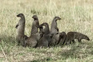 Mungo: Kenya, Masai-Mara game reserve, banded mongoose