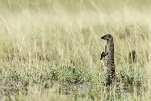 Mungo: Kenya, Masai-Mara game reserve, banded mongoose