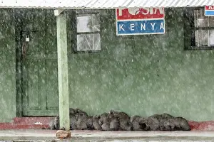 Liquid: Kenya, Masai-Mara game reserve, banded mongoose