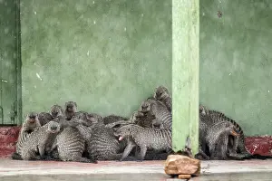 Liquid: Kenya, Masai-Mara game reserve, banded mongoose
