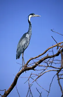 Masi: Kenya, Masai Mara Game Reserve. Black-headed