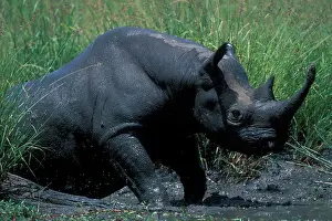 Soothing: Kenya, Masai Mara Game Reserve, Black Rhinoceros
