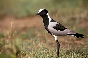 Armatus: Kenya, Masai Mara Game Reserve. Blacksmith