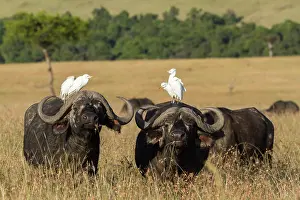 Bubulcus: Kenya, Masai-Mara game reserve, buffalo (Syncerus