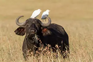 Bubulcus: Kenya, Masai-Mara game reserve, buffalo (Syncerus
