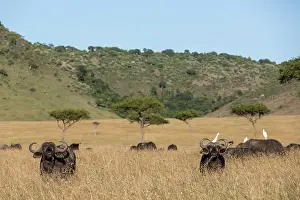 Bubulcus: Kenya, Masai-Mara game reserve, buffalo (Syncerus