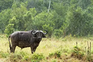 Liquid: Kenya, Masai-Mara game reserve, buffalo (Syncerus
