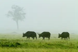 Liquid: Kenya, Masai-Mara game reserve, buffalo (Syncerus