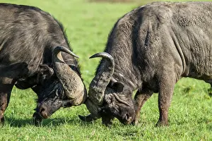 Hierarchy: Kenya, Masai-Mara game reserve, buffalo (Syncerus