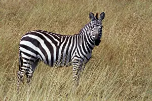 Masi: Kenya, Masai Mara Game Reserve. Burchell's