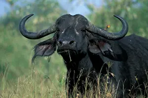Imposing: Kenya, Masai Mara Game Reserve, Cape Buffalo