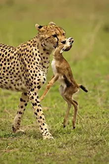 Hunted: Kenya, Masai Mara Game Reserve. Cheetah