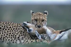 Chew: Kenya, Masai Mara Game Reserve, Cheetah