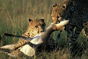 Chew: Kenya, Masai Mara Game Reserve, Two Cheetah